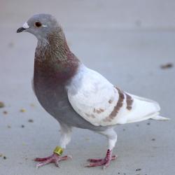Pigeon has left us, hopefully for a nice stable home. We miss her. :-(